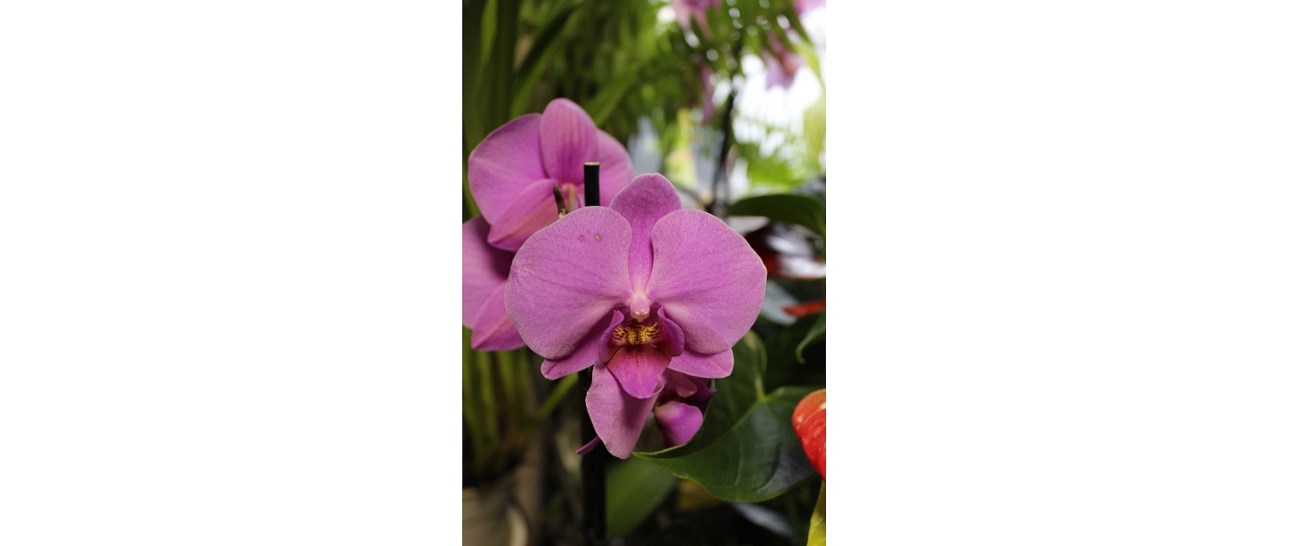 Flowers, flower delivery, flowers, Smiltene