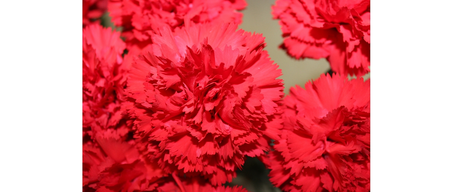 Flowers, flowers, flower shop, Smiltene