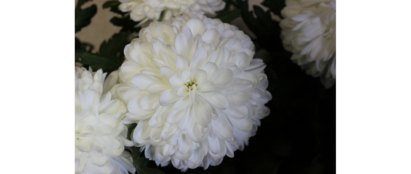 Flowers, flowers, flower shop, Smiltene