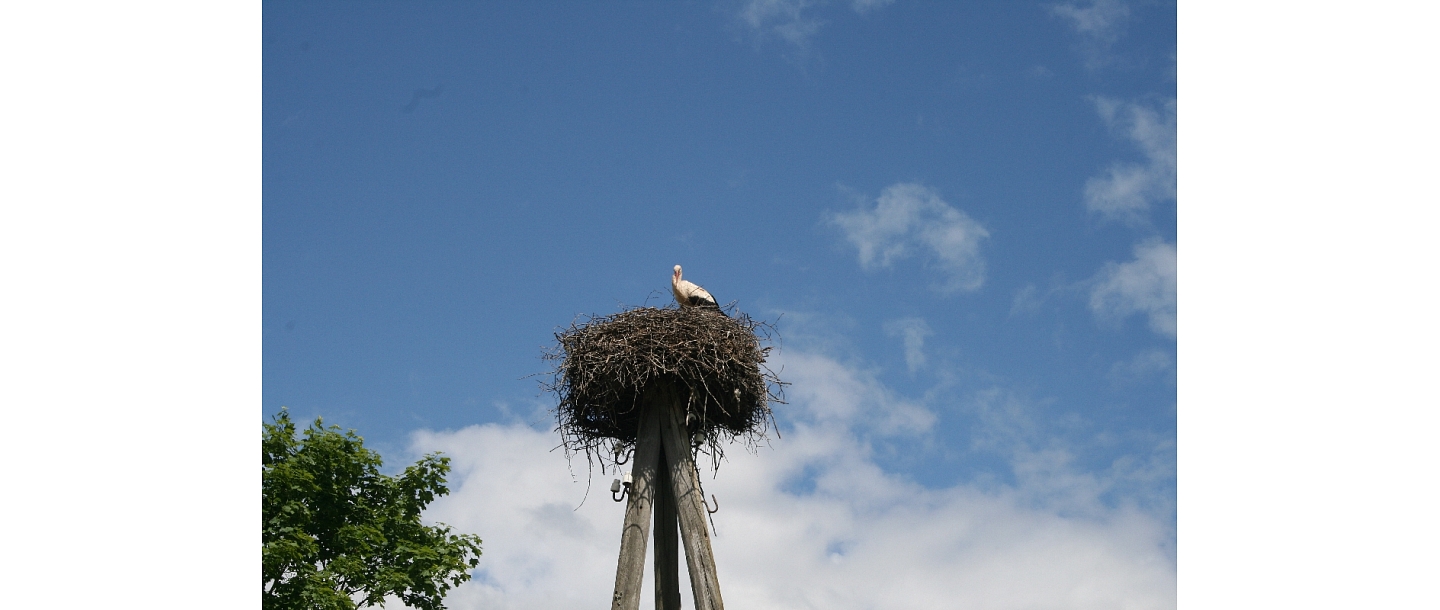 The Stork of Grasu pils