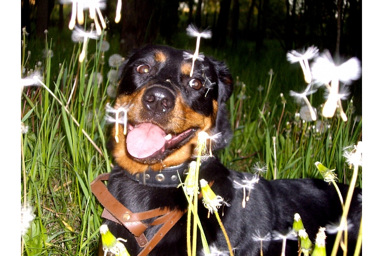 Veterinārija Jelgava