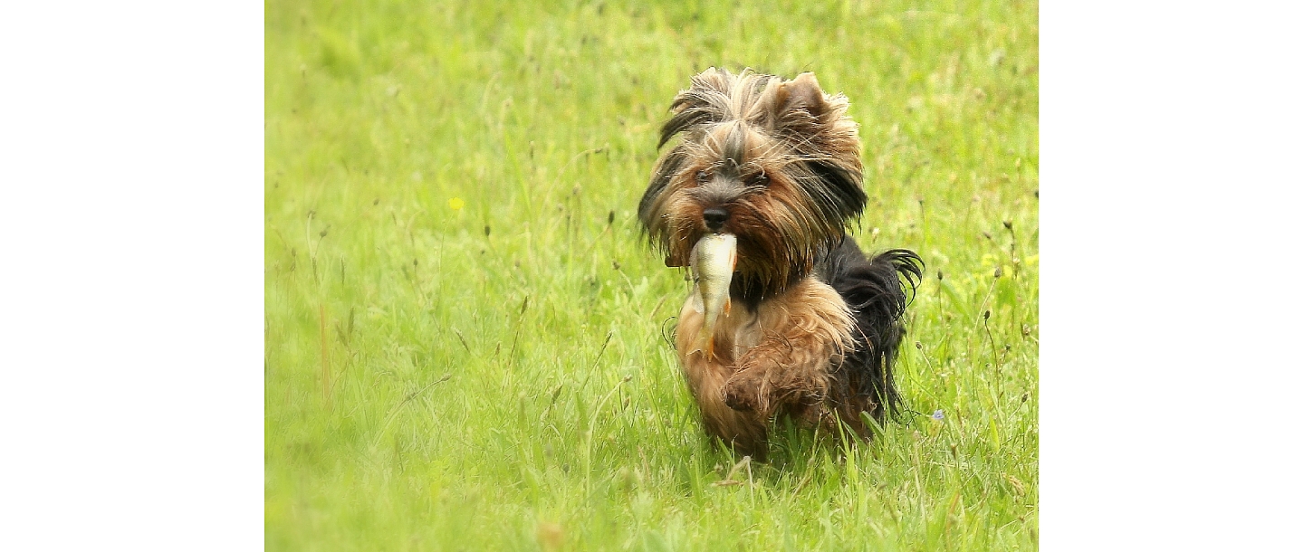 Veterinārija Jelgava