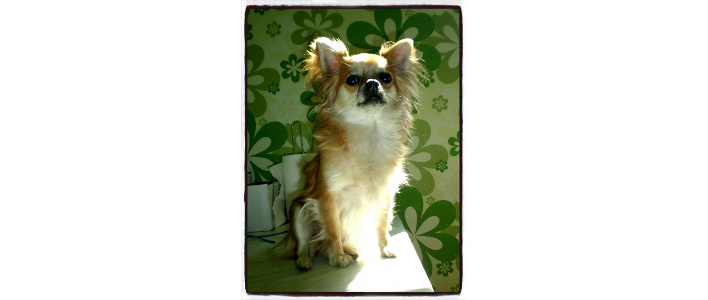 Animal care products in Rezekne