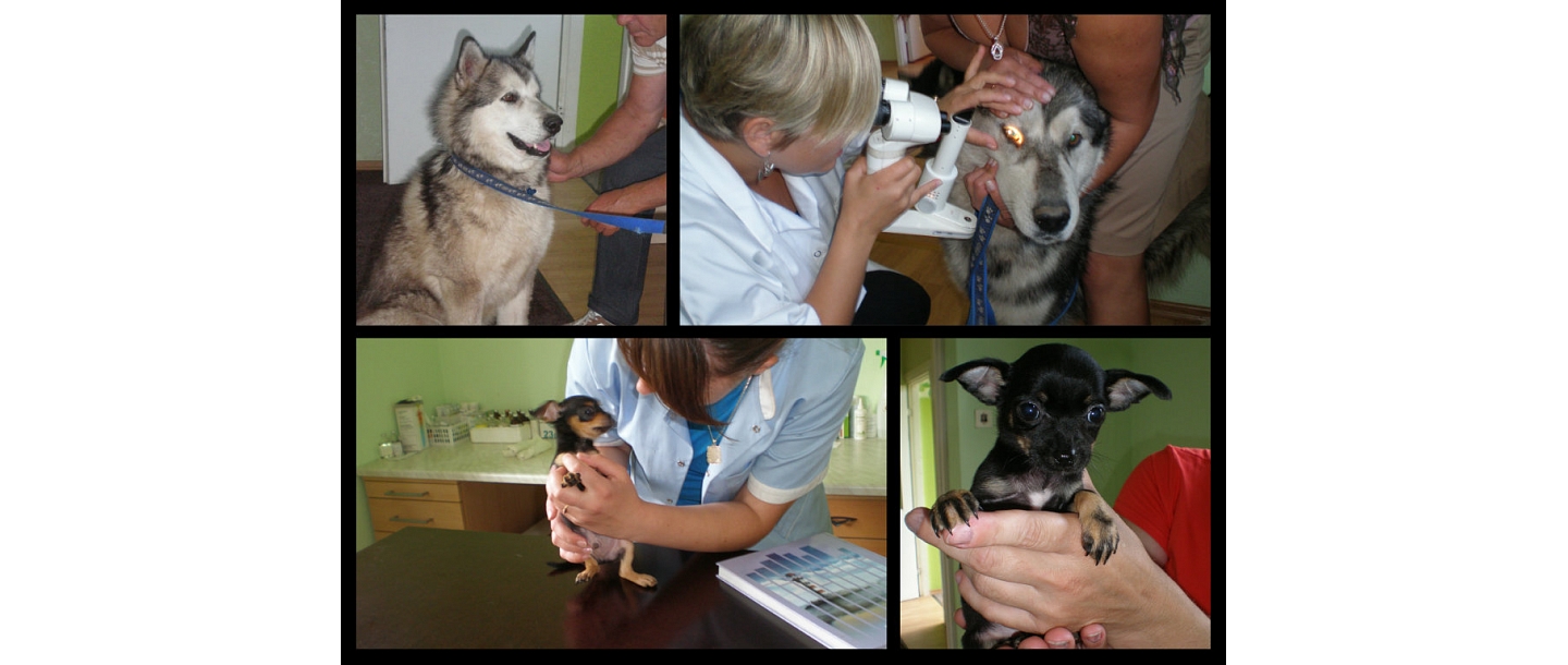 Animal care in Rezekne