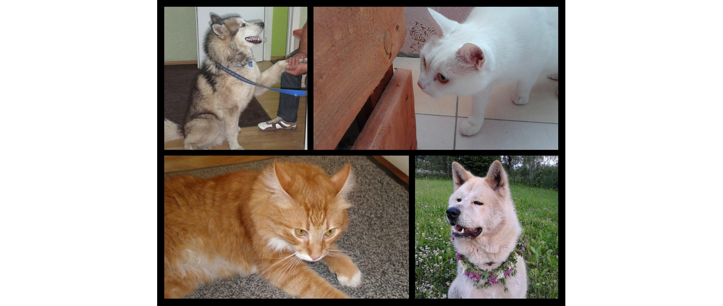 A well-equipped animal hotel in Rēzekne