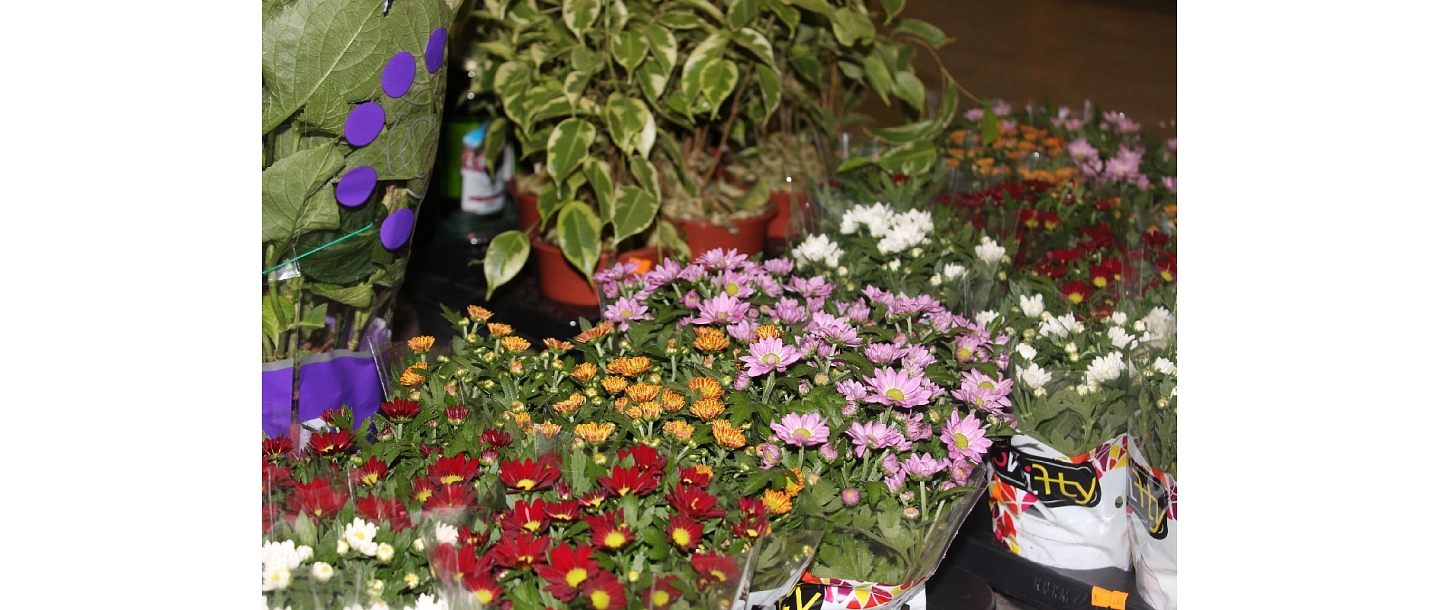 Flowers in pots in Pardaugava