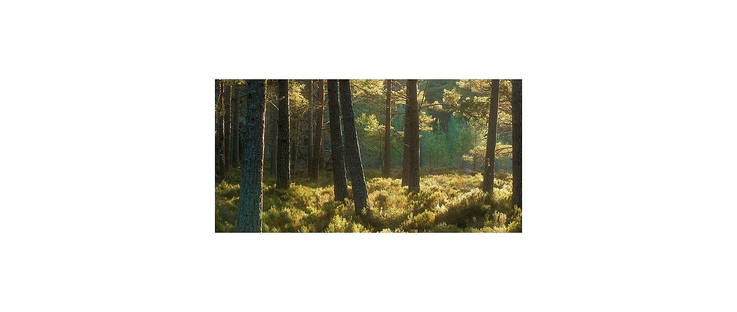 Спиливание опасных деревьев