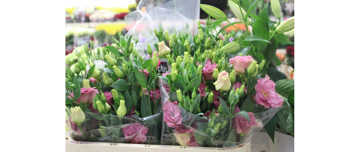 Ziedi telpu noformēšanai Jūrmalā