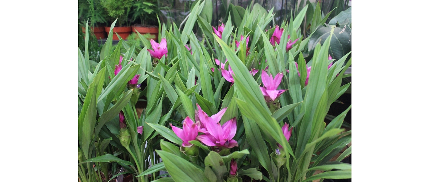 Ziedu tirdzniecība Jūrmalā