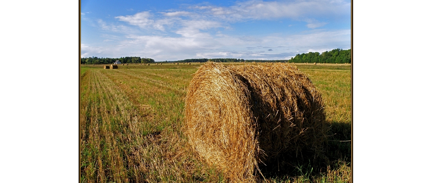 Forage hay, Birzes ZS