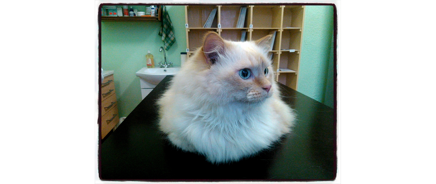 Veterinārā klīnika Rēzeknē