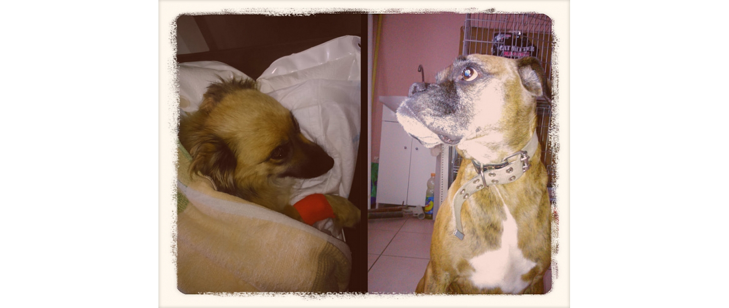 Ветврач в Резекне