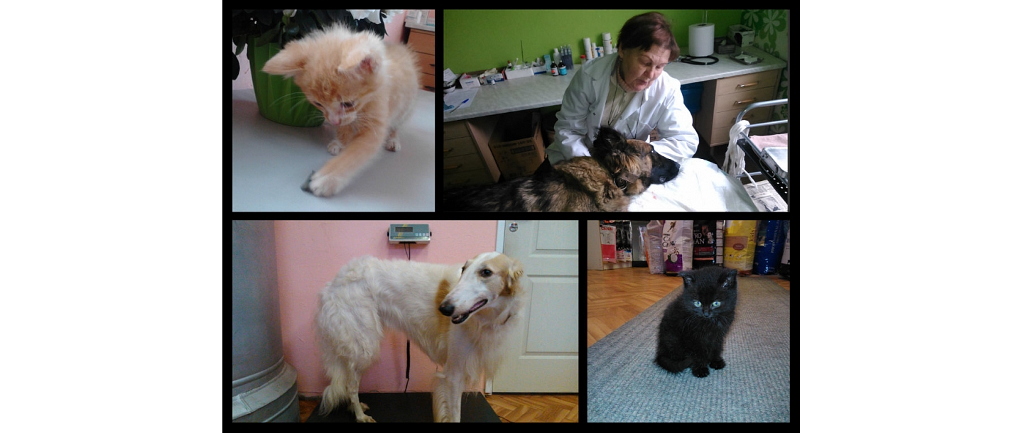 Animal hotel in Rēzekne