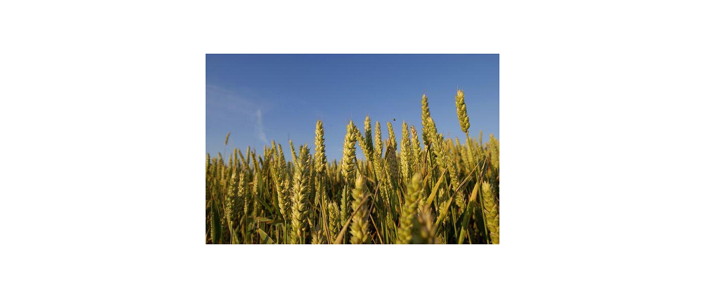 Grain cultivation, wheat, barley, rape, rye, oats, grains, growing, trade