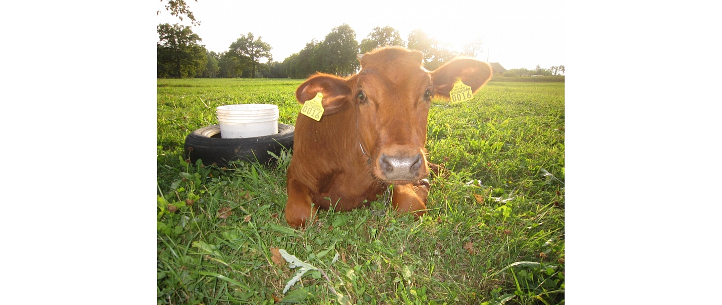 Сельский туризм летом