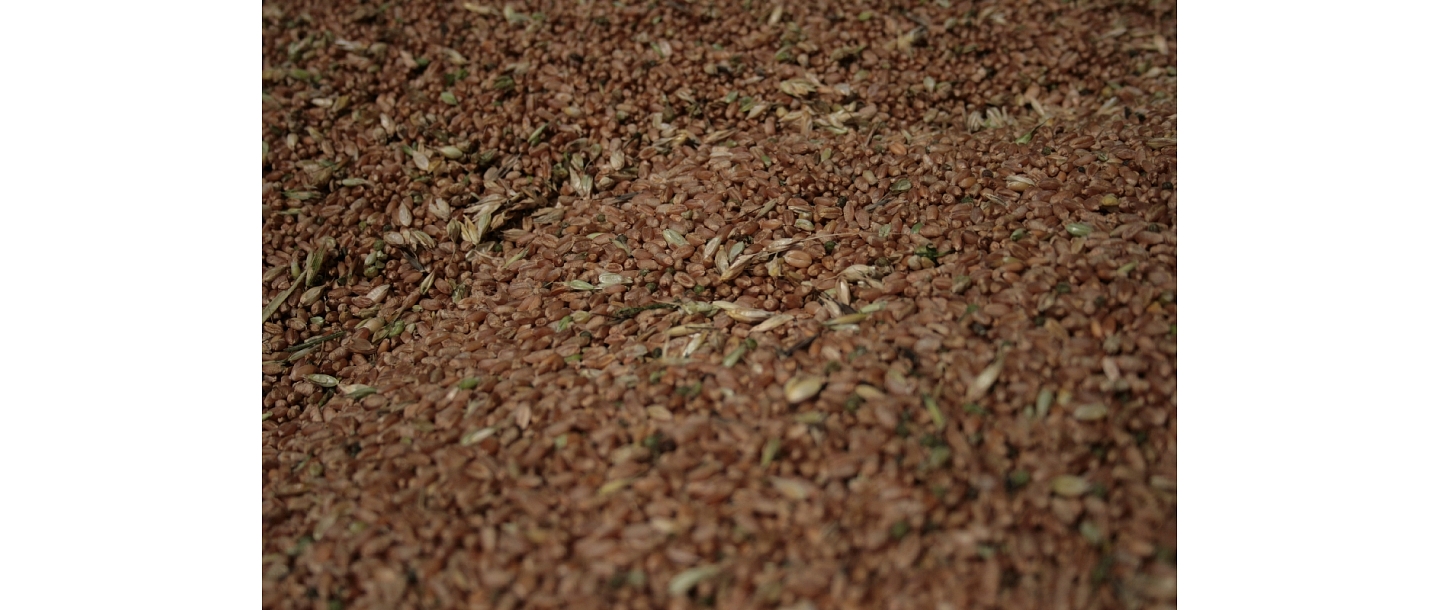 Grain grain purchase page Barkava Dry