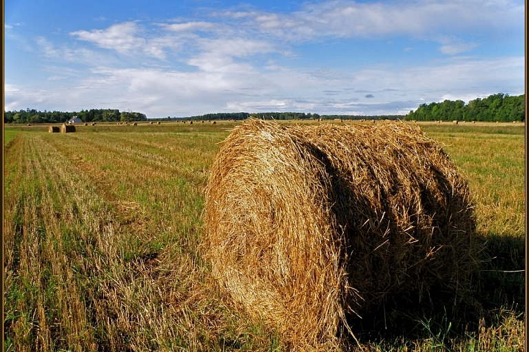 Forage hay, Birzes ZS