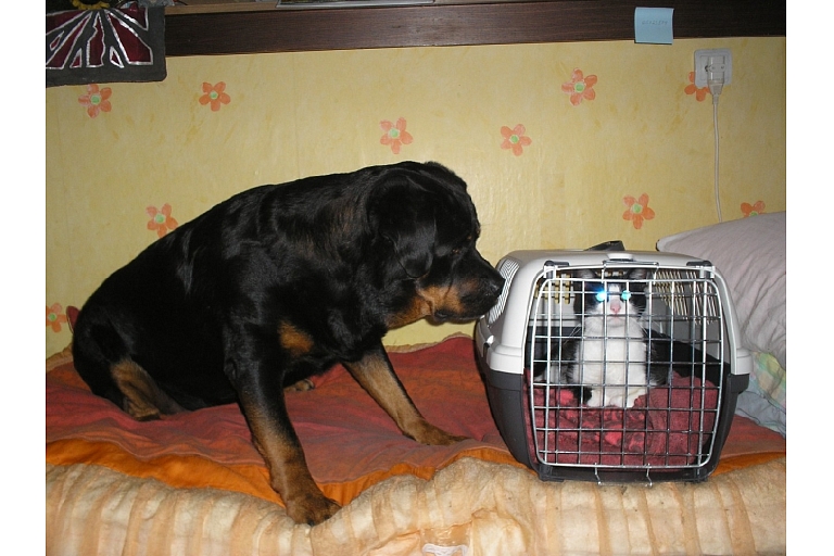 Animal care