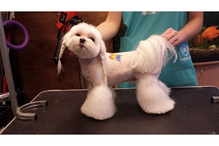 Animal hairdresser's