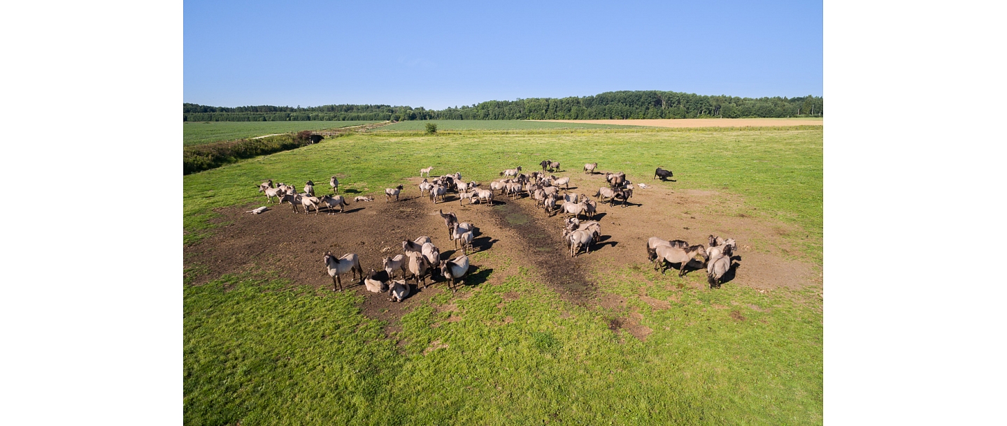 Dunduri meadow horses