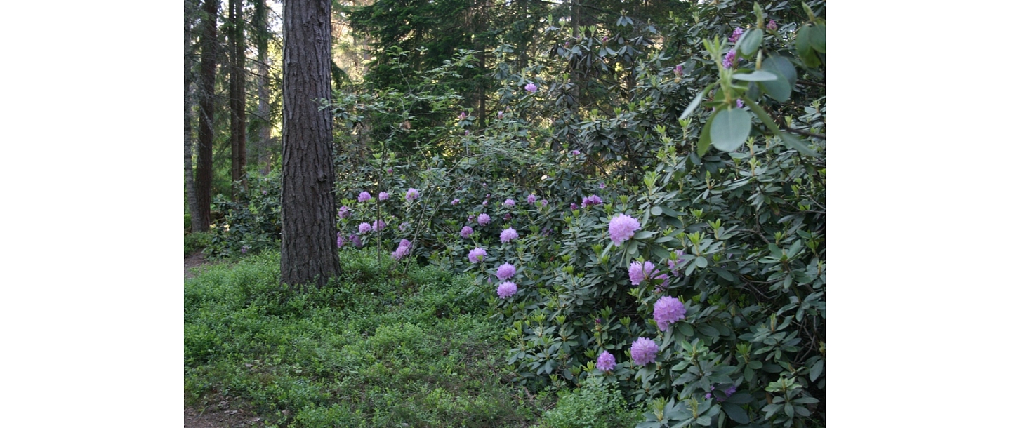 Lāčupītes Arboretum