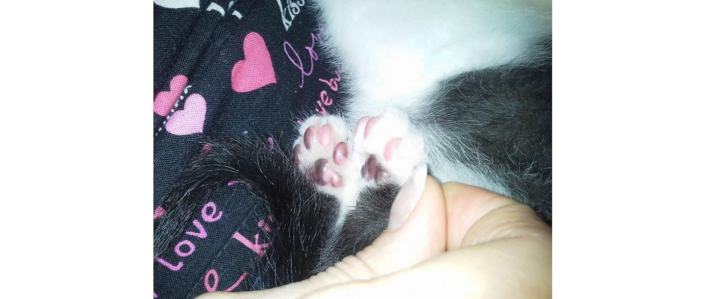 Veterinary medicine Jelgava