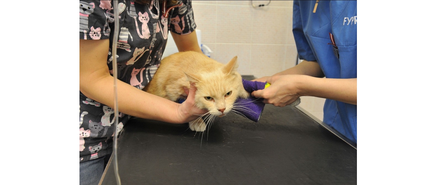 Ветеринария Елгава
