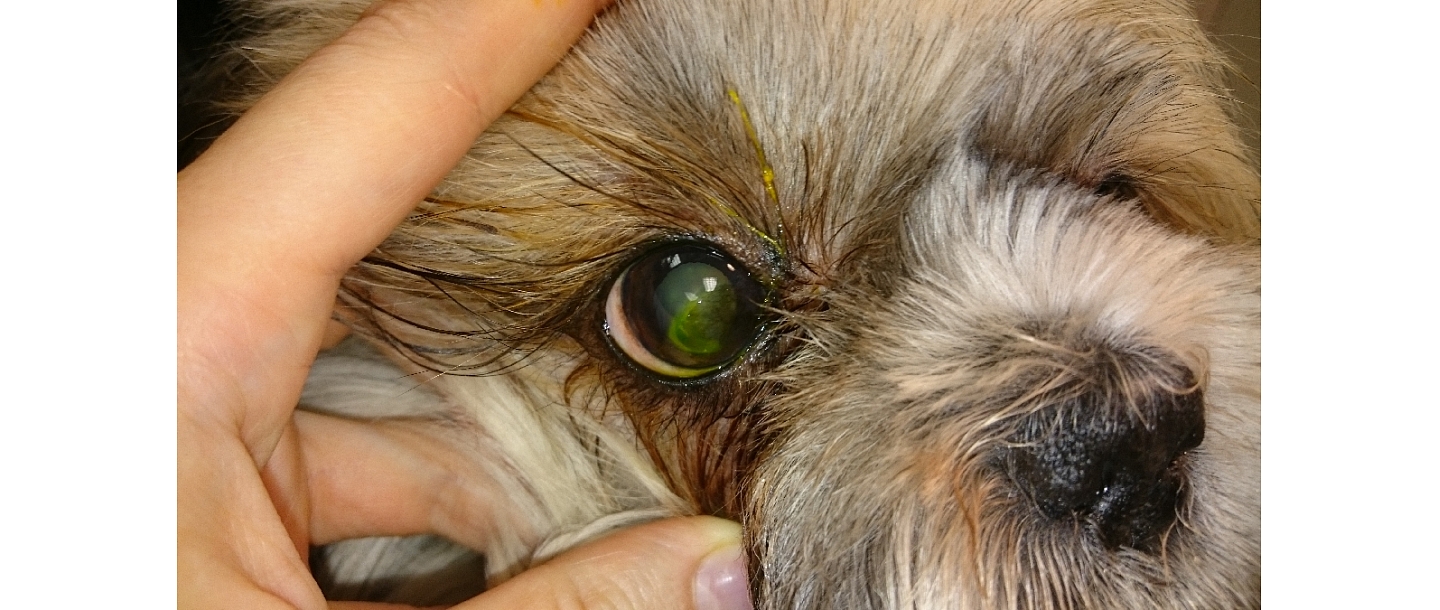 Veterinary medicine Jelgava