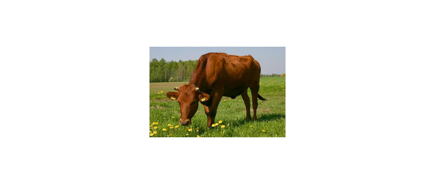 Red-brown cows, livestock breeding