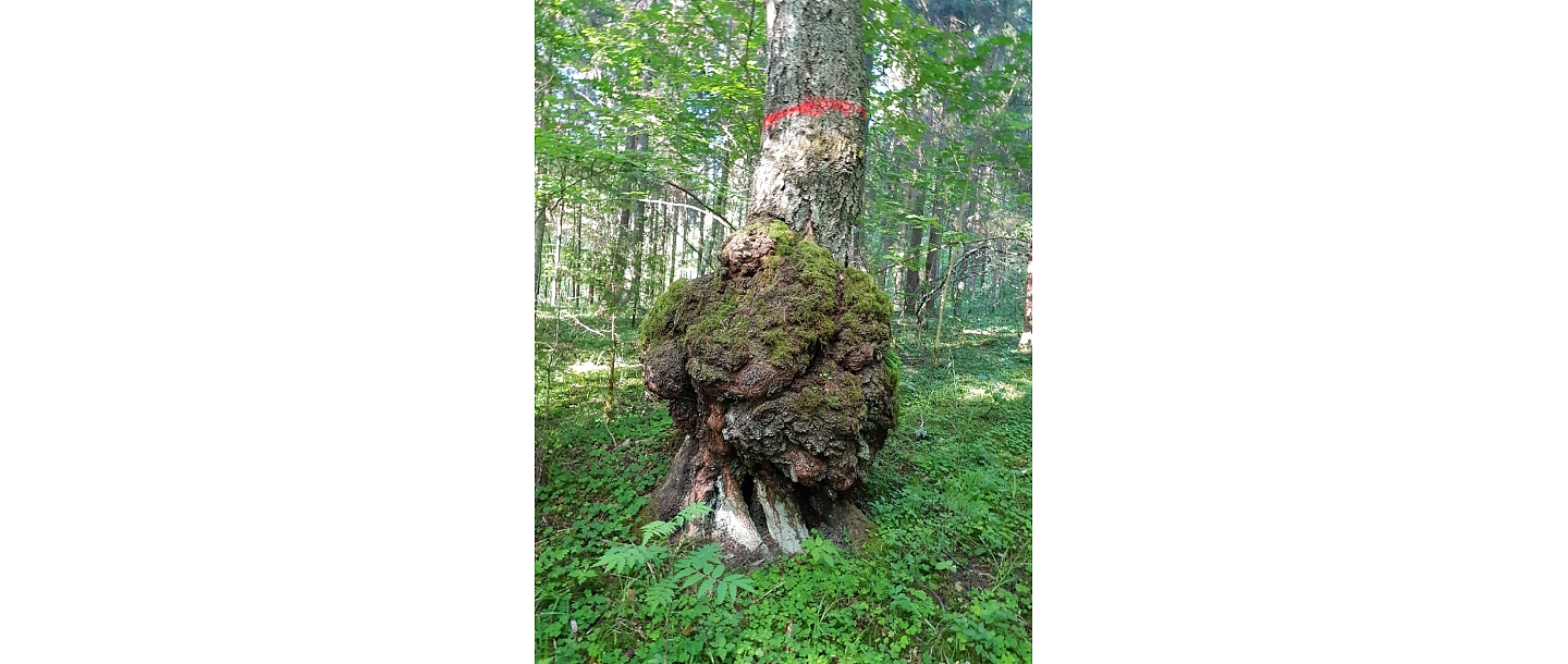 Purchase of forest property