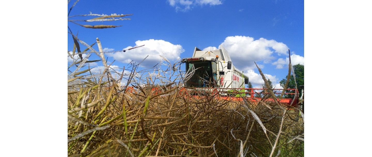 Kalnieši, crop farming