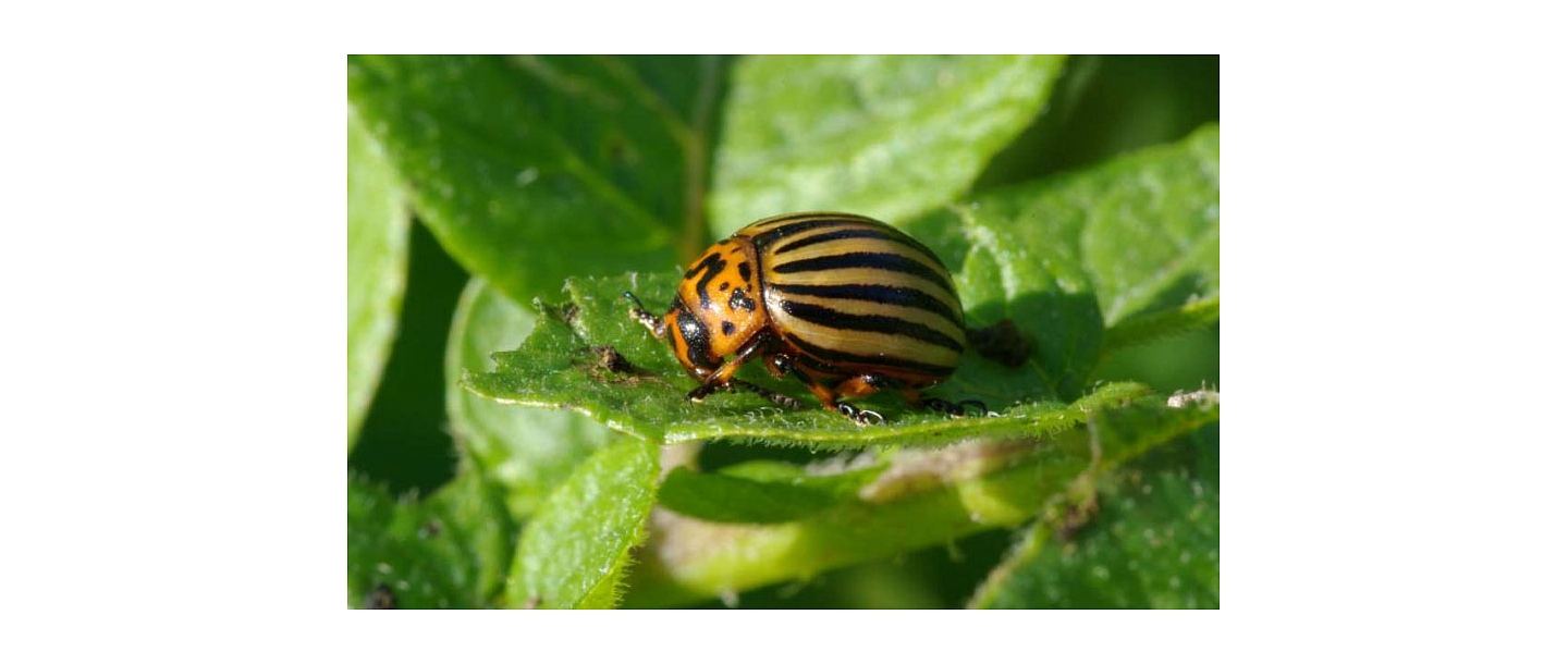 картофельный грызун