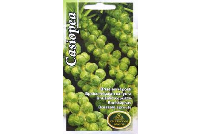 Brussels sprouts. Seed wholesale