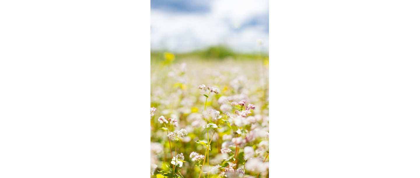 Buckwheat products