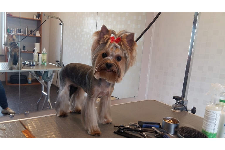 Собачья парикмахерская в Лепае