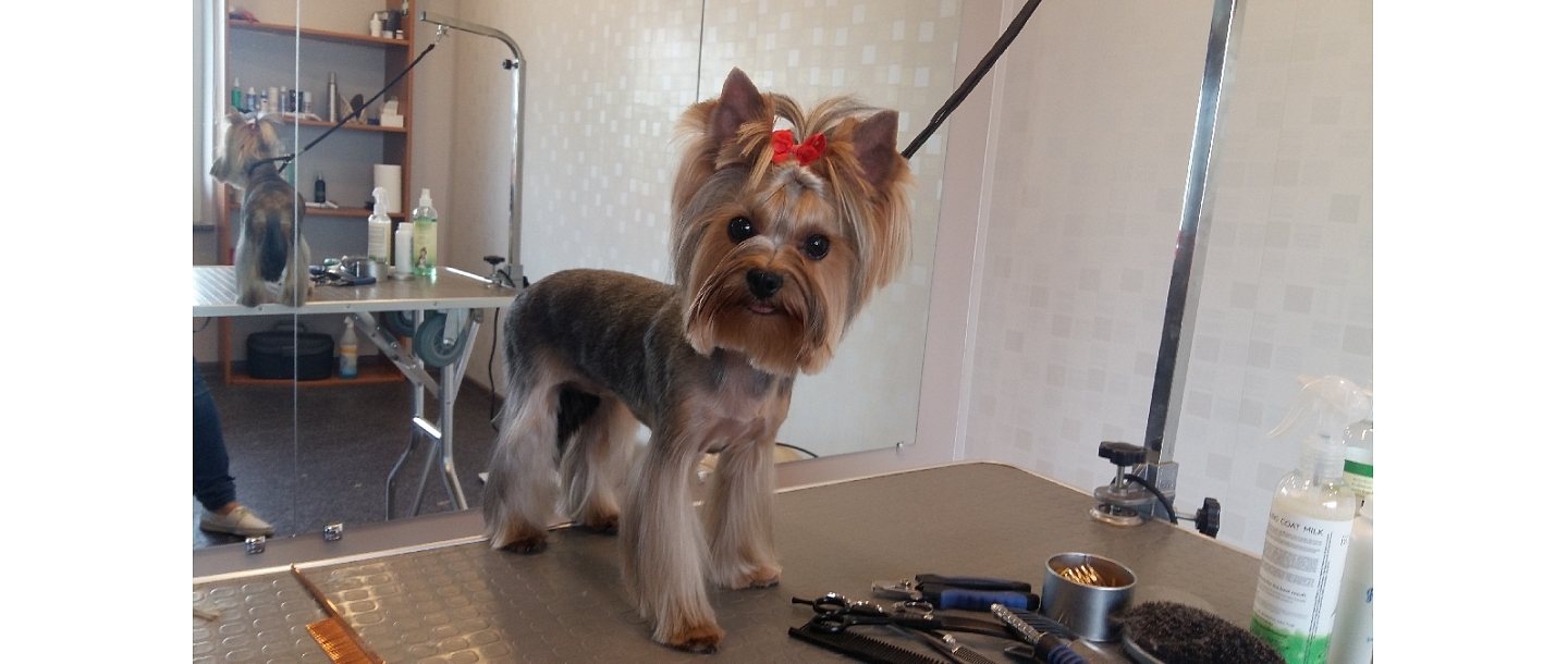 Dog hair salon in Liepaja