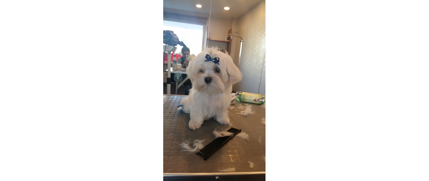 Dog hairdresser