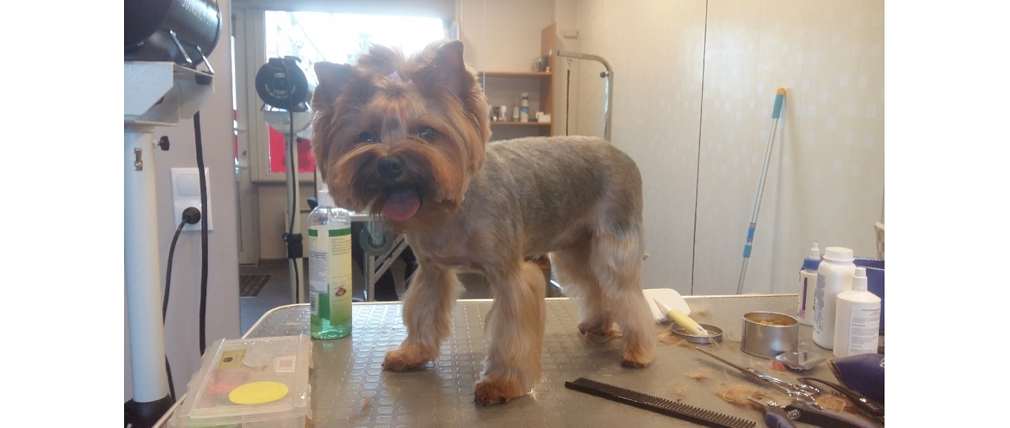 Astin, dog and cat hair salon