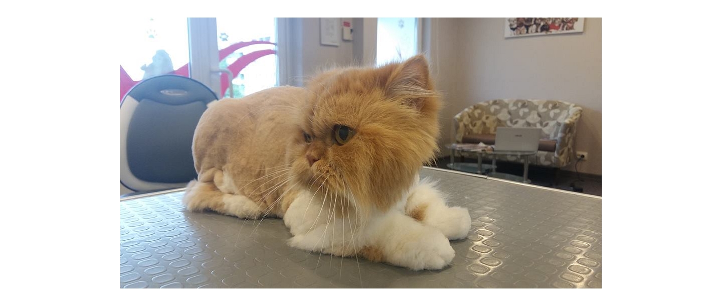 Cat preparation for exhibitions