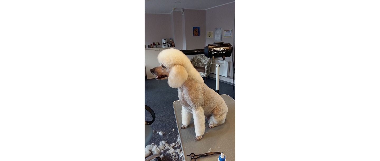 SPA services for dogs