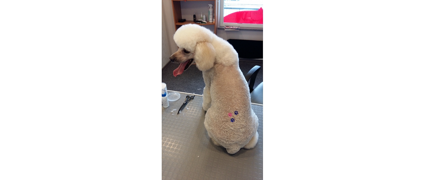 Грумер для собак в Лиепае