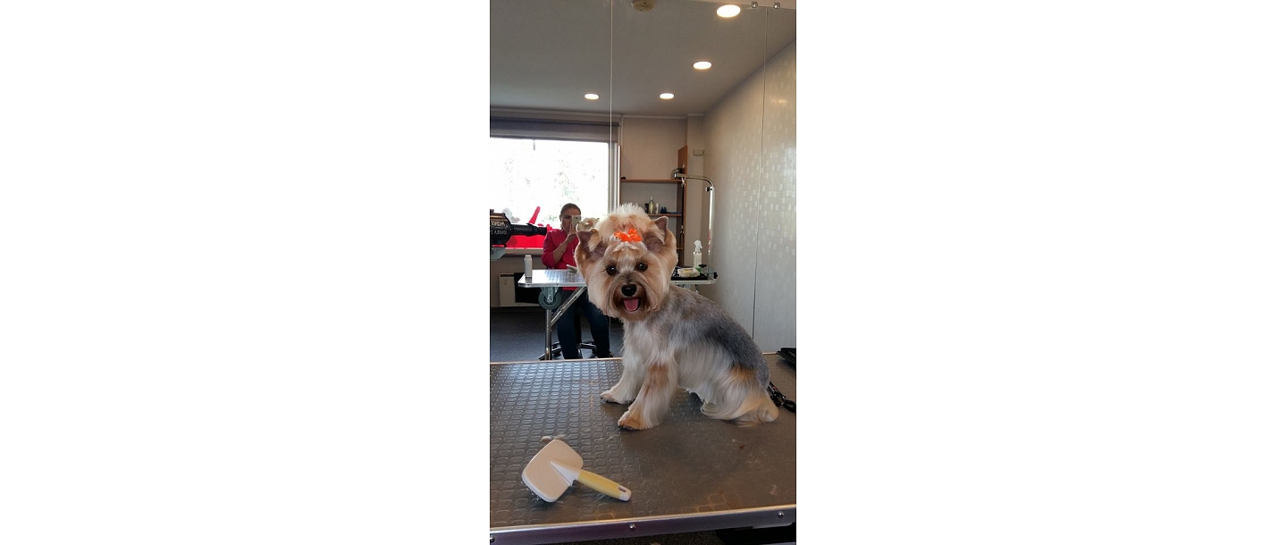 Собачья парикмахерская в Лепае