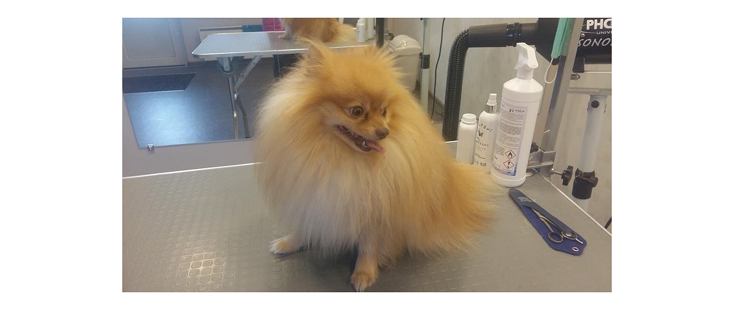 Teeth cleaning for dogs