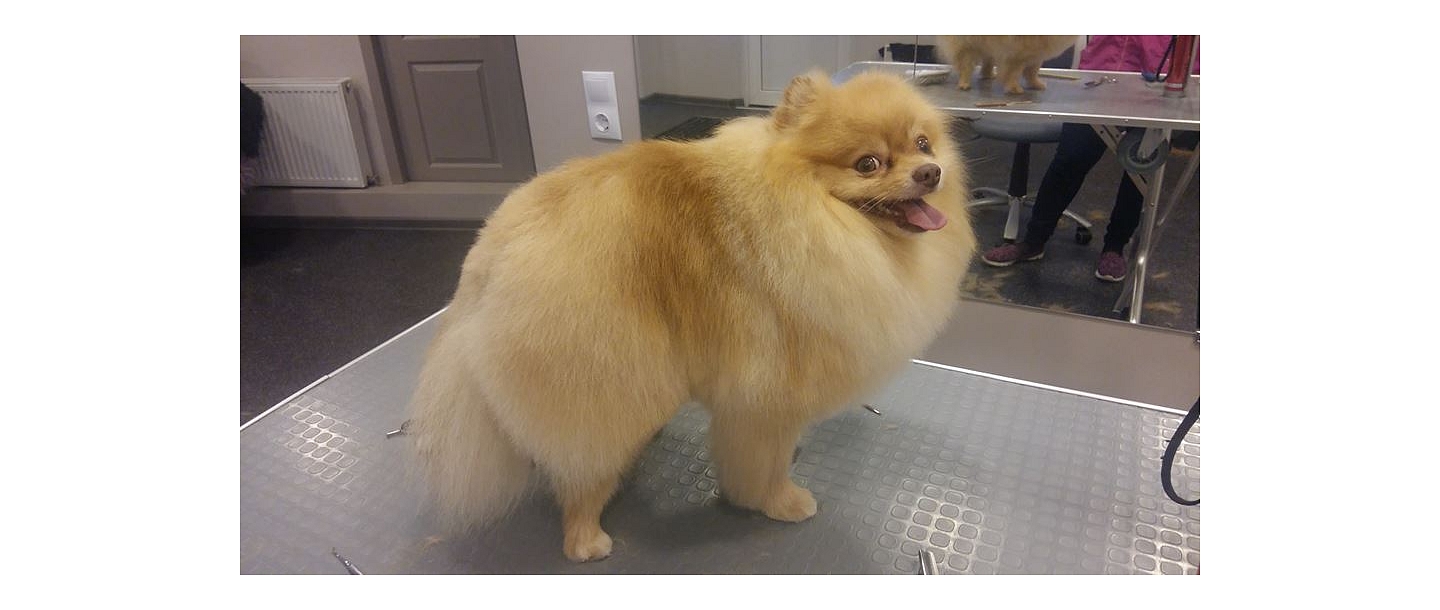 Preparation for exhibitions