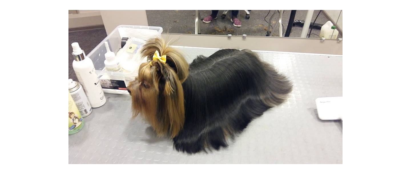 SPA services for dogs