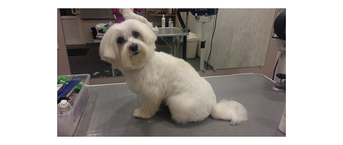 Nail cutting for animals