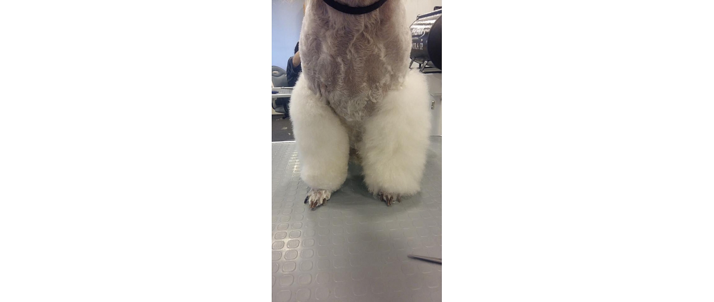 Парикмахерская для собак и кошек в Лиепае