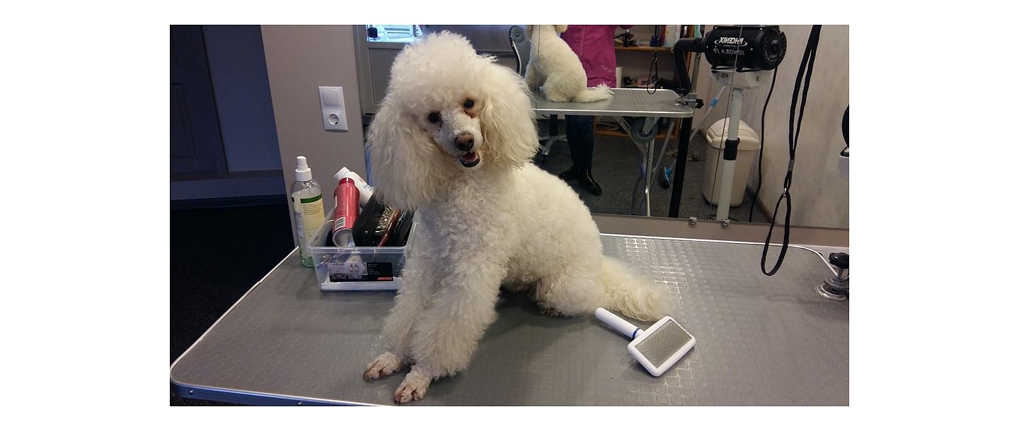 Hairdressing services for dogs and cats in Liepāja