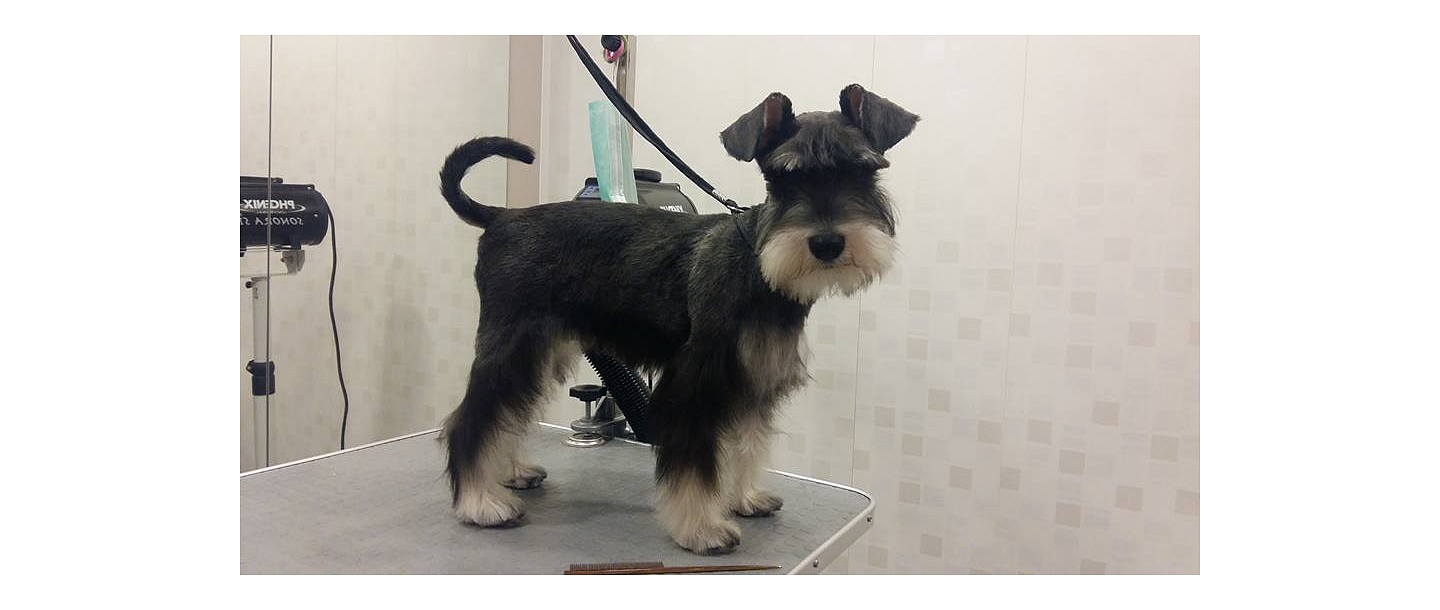 Grooming services for dogs