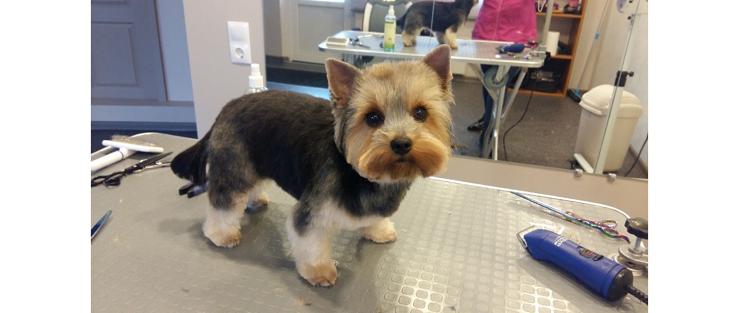 Dog and cat hairdressing salon "Astin" in Liepāja